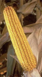 Corn ready to harvest